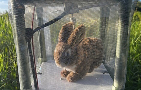 Robot rabbits the latest tool in Florida battle to control invasive Burmese pythons in Everglades